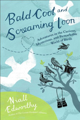 cover image Bald Coot and Screaming Loon: Adventures in the Curious Mysterious and Remarkable World of Birds