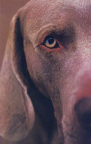 cover image William Wegman Polaroids